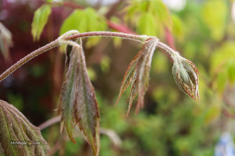 Acer pseudosieboldianum 'Hasselkus' Rare Japanese Maple