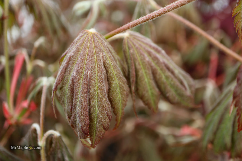 Acer pseudosieboldianum 'Hasselkus' Rare Japanese Maple