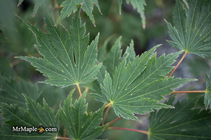 Acer pseudosieboldianum 'Hasselkus' Rare Japanese Maple