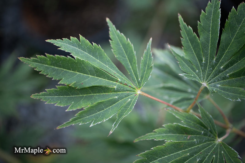 Acer pseudosieboldianum 'Hasselkus' Rare Japanese Maple