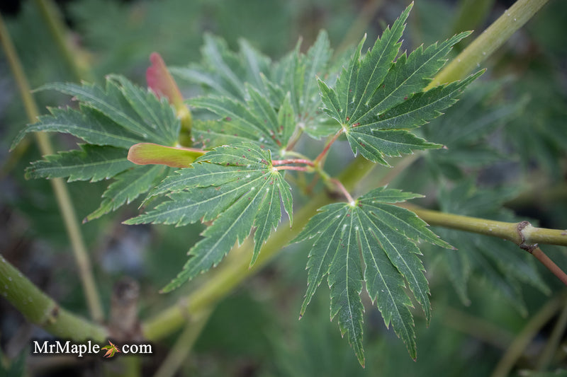 Acer pseudosieboldianum 'Hasselkus' Rare Japanese Maple