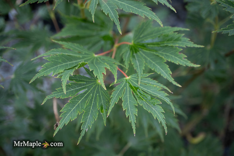 Acer pseudosieboldianum 'Hasselkus' Rare Japanese Maple