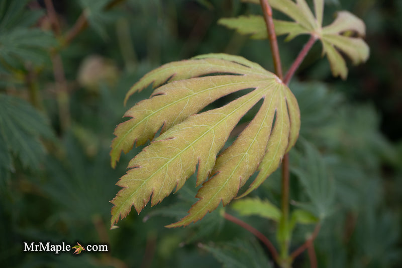 Acer pseudosieboldianum 'Hasselkus' Rare Japanese Maple