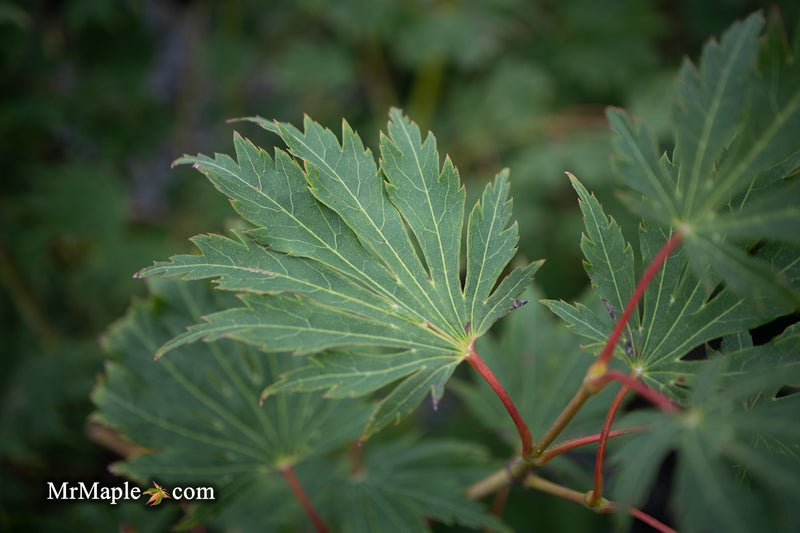 Acer pseudosieboldianum 'Hasselkus' Rare Japanese Maple
