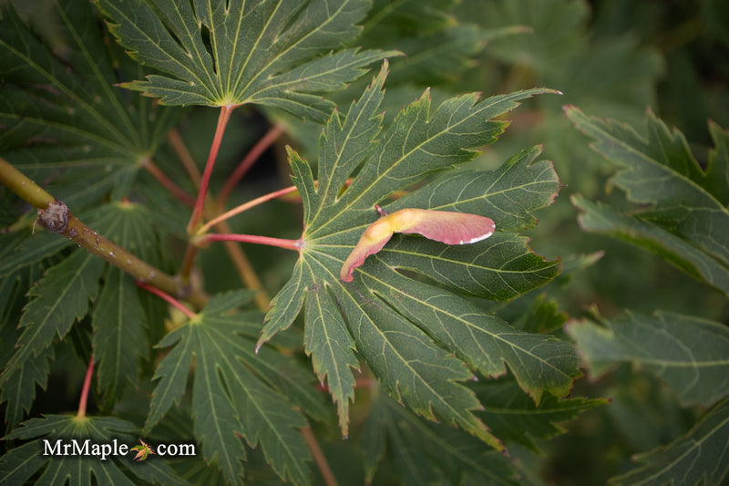 Acer pseudosieboldianum 'Hasselkus' Rare Japanese Maple