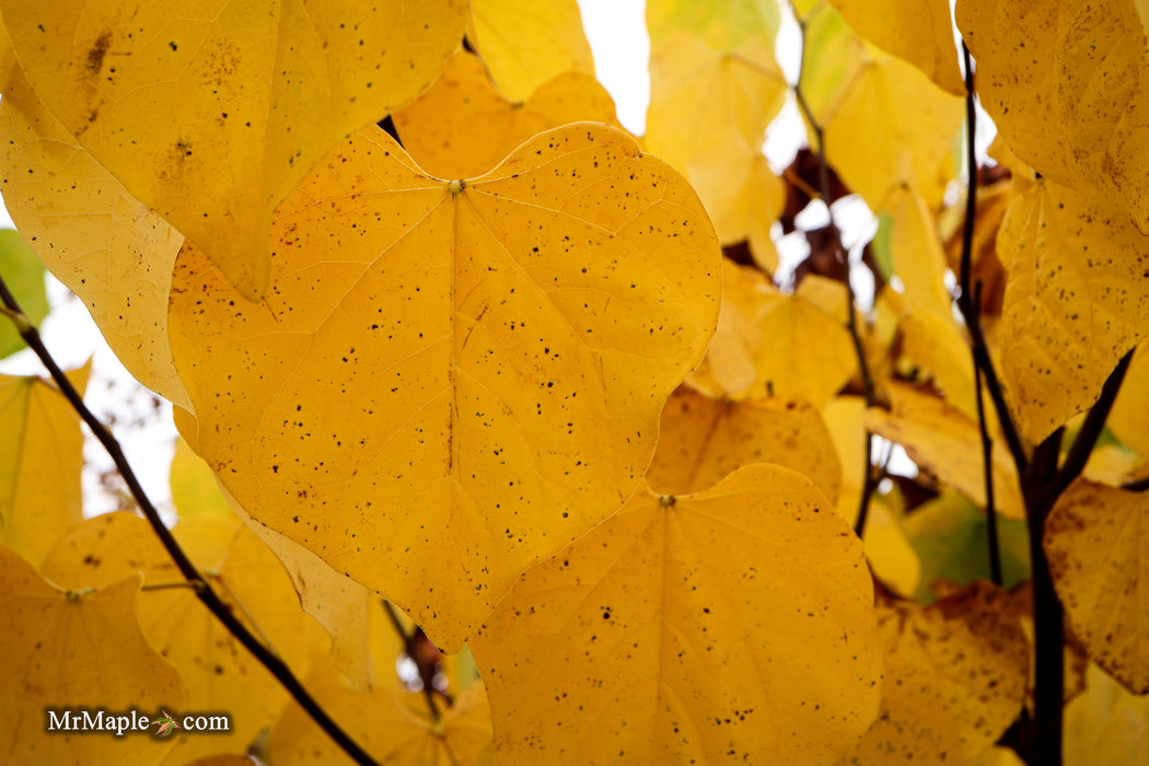 Cercis canadensis 'Hearts Desire' Redbud