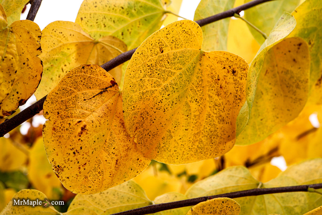 Cercis canadensis 'Hearts Desire' Redbud