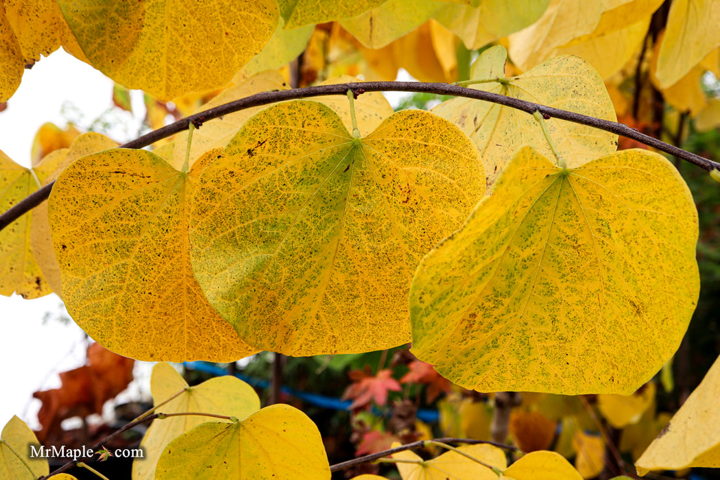 Cercis canadensis 'Hearts Desire' Redbud