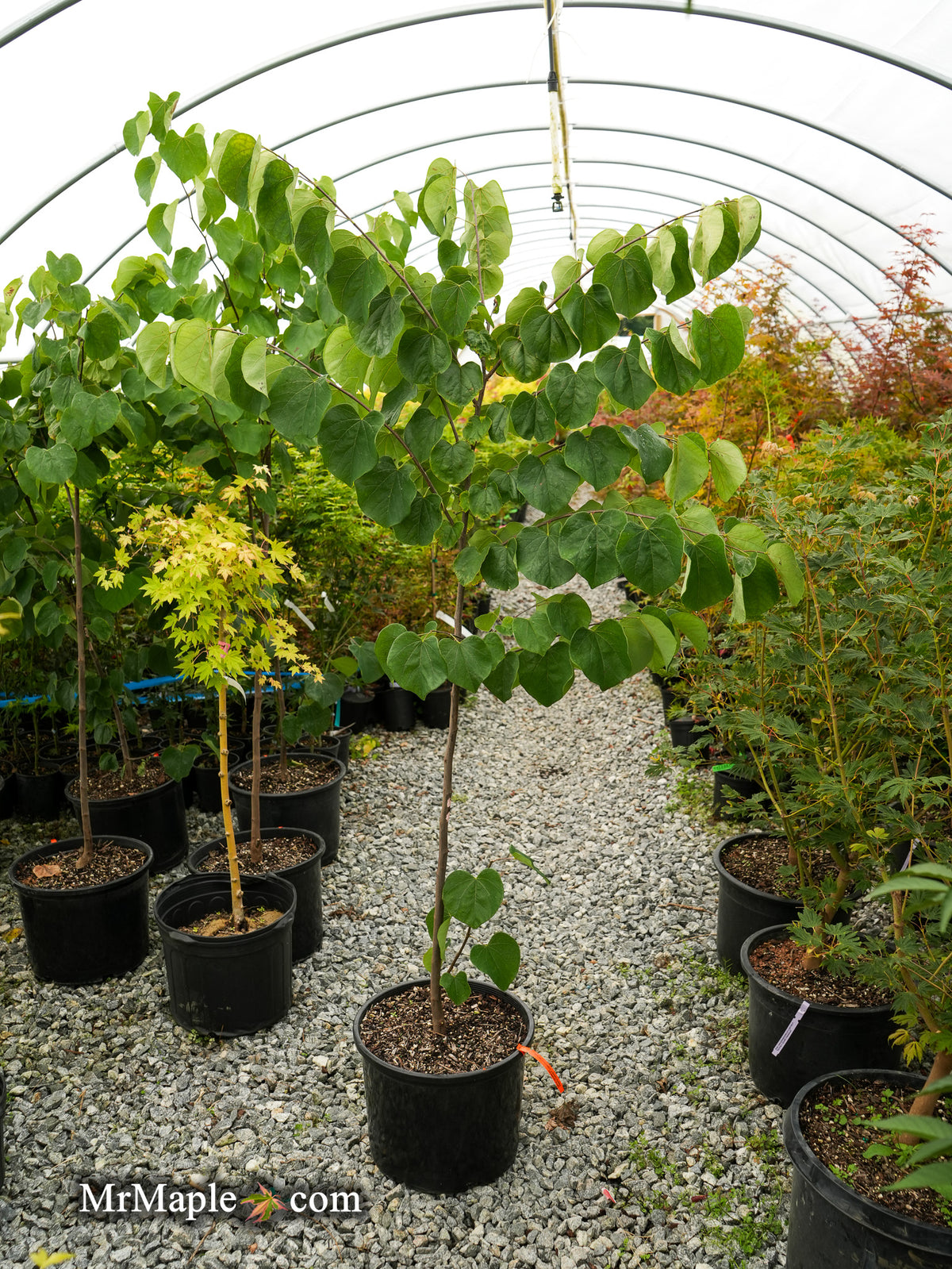 redbud bonsai tree care Buy Cercis canadensis 'Hearts Desire' Redbud Tree — Mr Maple Buy Japanese  Maple Trees
