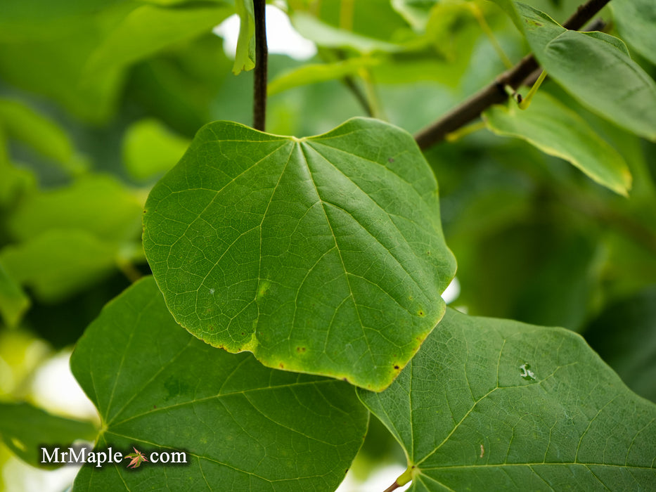 Cercis canadensis 'Hearts Desire' Redbud