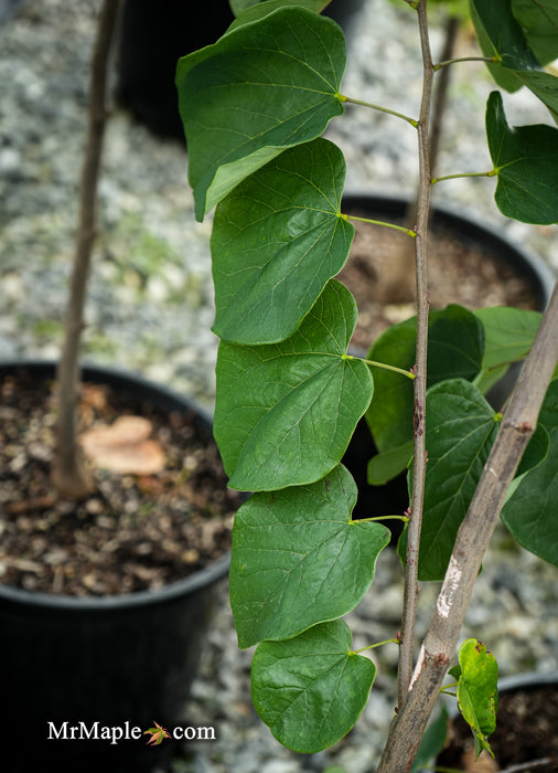 Cercis canadensis 'Hearts Desire' Redbud