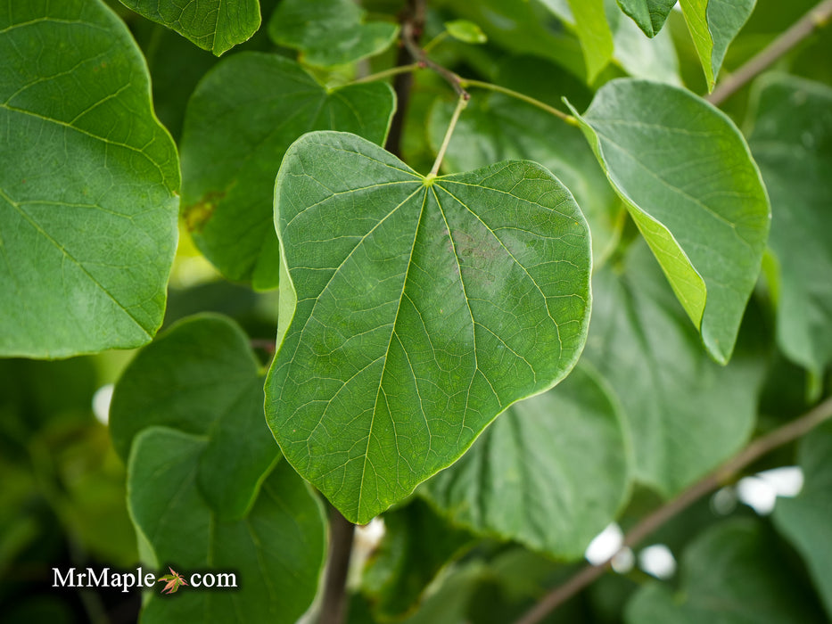 Cercis canadensis 'Hearts Desire' Redbud