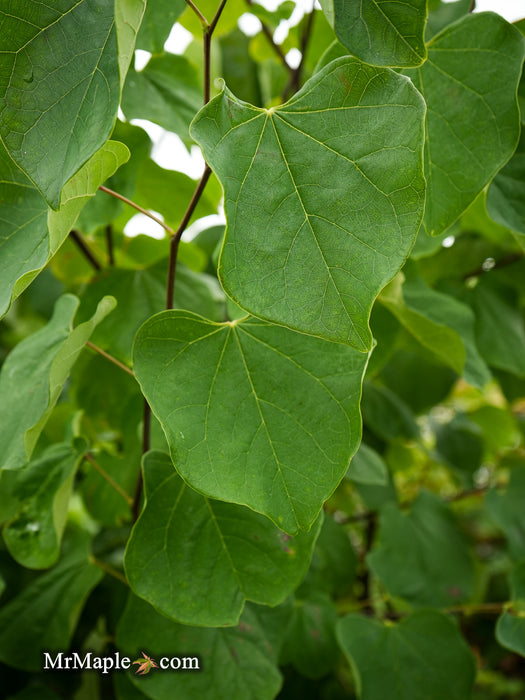 Cercis canadensis 'Hearts Desire' Redbud