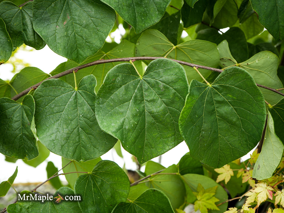 Cercis canadensis 'Hearts Desire' Redbud