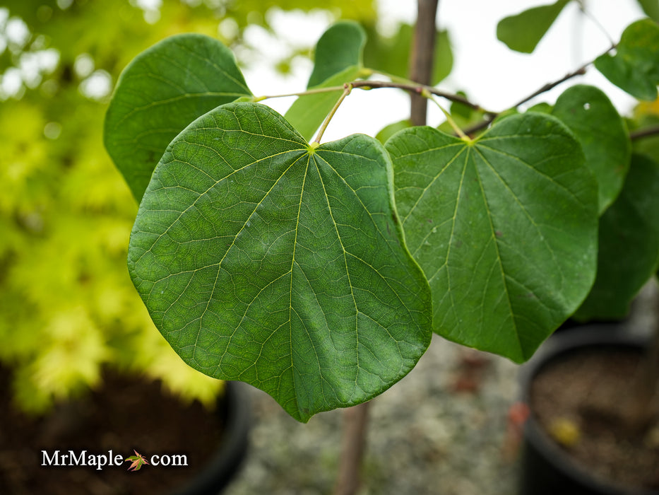 Cercis canadensis 'Hearts Desire' Redbud