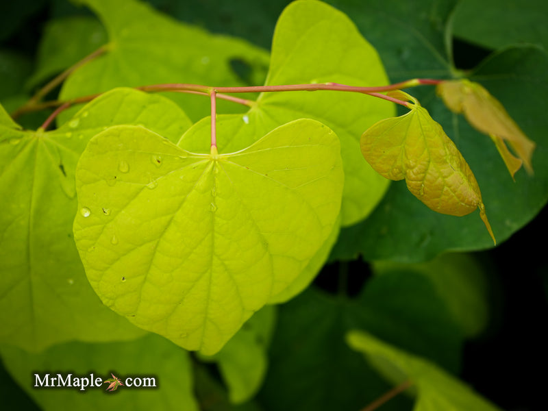 Cercis canadensis 'Hearts of Gold' Redbud