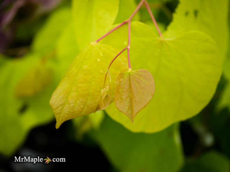 Cercis canadensis 'Hearts of Gold' Redbud