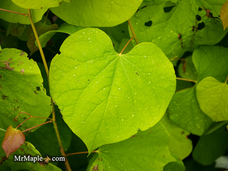 Cercis canadensis 'Hearts of Gold' Redbud