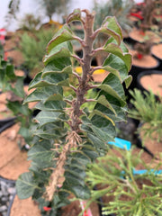 - Hedera helix 'Conglomerata Erecta' Dense Non-Climbing English Ivy - Mr Maple │ Buy Japanese Maple Trees