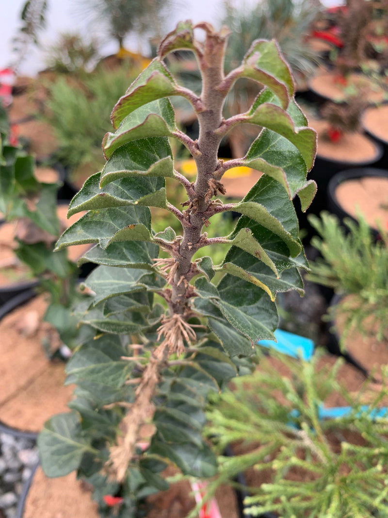 - Hedera helix 'Conglomerata Erecta' Dense Non-Climbing English Ivy - Mr Maple │ Buy Japanese Maple Trees