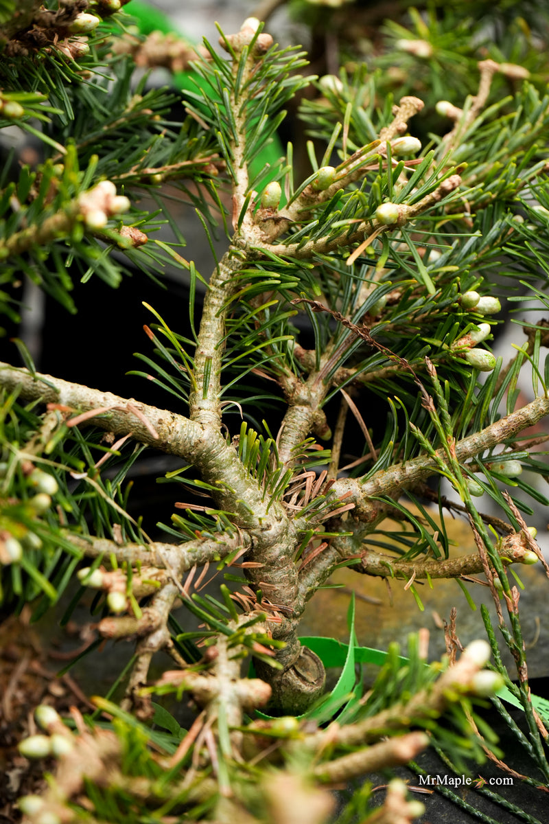 Abies veitchii 'Heine' Blue Fir