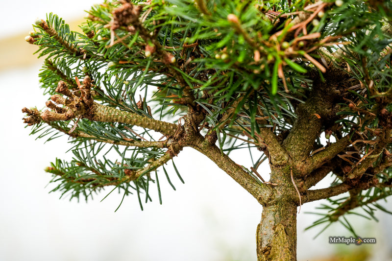 Abies veitchii 'Heine' Blue Fir