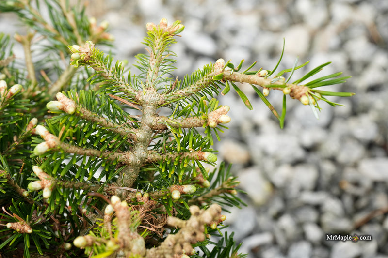 Abies veitchii 'Heine' Blue Fir