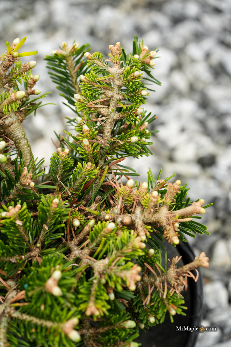 Abies veitchii 'Heine' Blue Fir