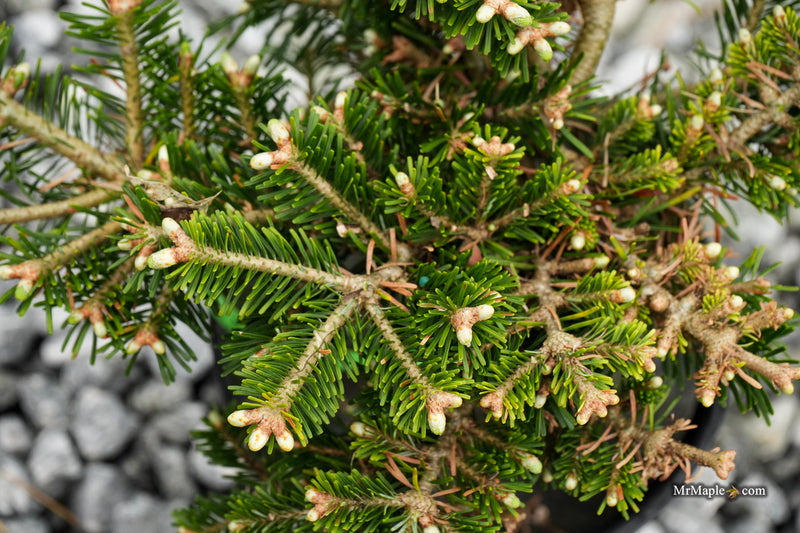 Abies veitchii 'Heine' Blue Fir