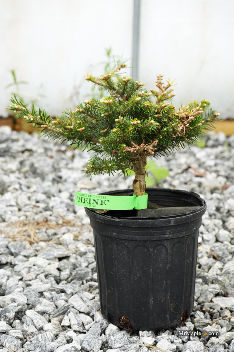 Abies veitchii 'Heine' Blue Fir