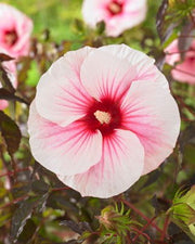 - Hibiscus moscheutos Pink Candy™ Hardy Hibiscus - Mr Maple │ Buy Japanese Maple Trees