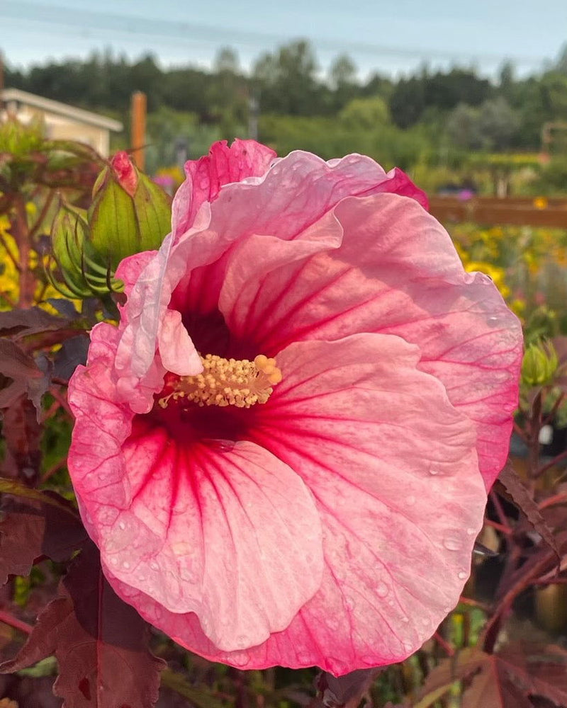 - Hibiscus moscheutos Pink Candy™ Hardy Hibiscus - Mr Maple │ Buy Japanese Maple Trees