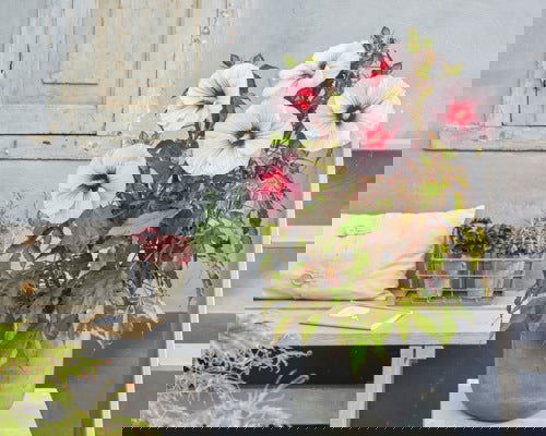 - Hibiscus moscheutos Pink Candy™ Hardy Hibiscus - Mr Maple │ Buy Japanese Maple Trees