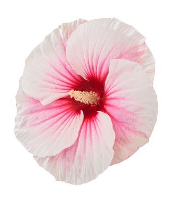 - Hibiscus moscheutos Pink Candy™ Hardy Hibiscus - Mr Maple │ Buy Japanese Maple Trees