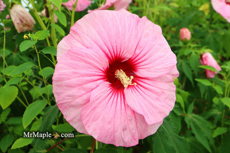 - Hibiscus moscheutos Pink Candy™ Hardy Hibiscus - Mr Maple │ Buy Japanese Maple Trees