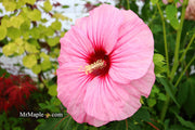 - Hibiscus moscheutos Pink Candy™ Hardy Hibiscus - Mr Maple │ Buy Japanese Maple Trees