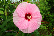 - Hibiscus moscheutos Pink Candy™ Hardy Hibiscus - Mr Maple │ Buy Japanese Maple Trees