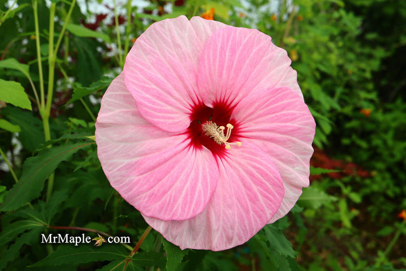 - Hibiscus moscheutos Pink Candy™ Hardy Hibiscus - Mr Maple │ Buy Japanese Maple Trees