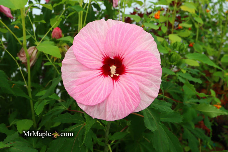 - Hibiscus moscheutos Pink Candy™ Hardy Hibiscus - Mr Maple │ Buy Japanese Maple Trees