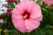 - Hibiscus moscheutos Pink Candy™ Hardy Hibiscus - Mr Maple │ Buy Japanese Maple Trees