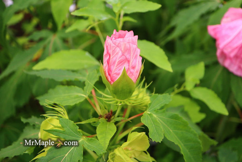 - Hibiscus moscheutos Pink Candy™ Hardy Hibiscus - Mr Maple │ Buy Japanese Maple Trees