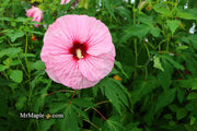 - Hibiscus moscheutos Pink Candy™ Hardy Hibiscus - Mr Maple │ Buy Japanese Maple Trees