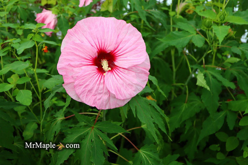 - Hibiscus moscheutos Pink Candy™ Hardy Hibiscus - Mr Maple │ Buy Japanese Maple Trees