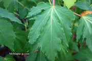 - Hibiscus moscheutos Pink Candy™ Hardy Hibiscus - Mr Maple │ Buy Japanese Maple Trees