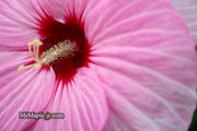 - Hibiscus moscheutos Pink Candy™ Hardy Hibiscus - Mr Maple │ Buy Japanese Maple Trees