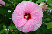 - Hibiscus moscheutos Pink Candy™ Hardy Hibiscus - Mr Maple │ Buy Japanese Maple Trees