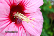 - Hibiscus moscheutos Pink Candy™ Hardy Hibiscus - Mr Maple │ Buy Japanese Maple Trees