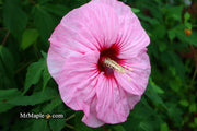 - Hibiscus moscheutos Pink Candy™ Hardy Hibiscus - Mr Maple │ Buy Japanese Maple Trees