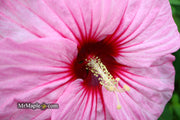 - Hibiscus moscheutos Pink Candy™ Hardy Hibiscus - Mr Maple │ Buy Japanese Maple Trees