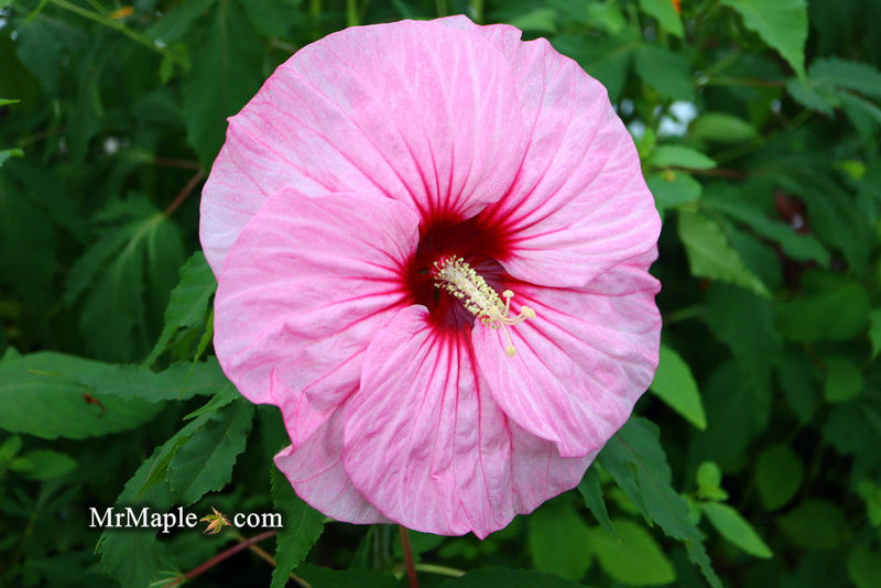 - Hibiscus moscheutos Pink Candy™ Hardy Hibiscus - Mr Maple │ Buy Japanese Maple Trees